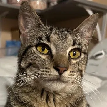 A baby medium-sized female Tabby cat named Whiskerella for adoption in Rochester, NY