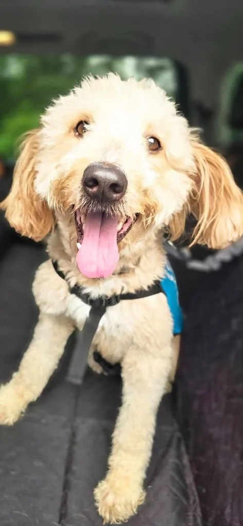 A young medium-sized male Poodle dog named Teddi for adoption in Waverly, NY