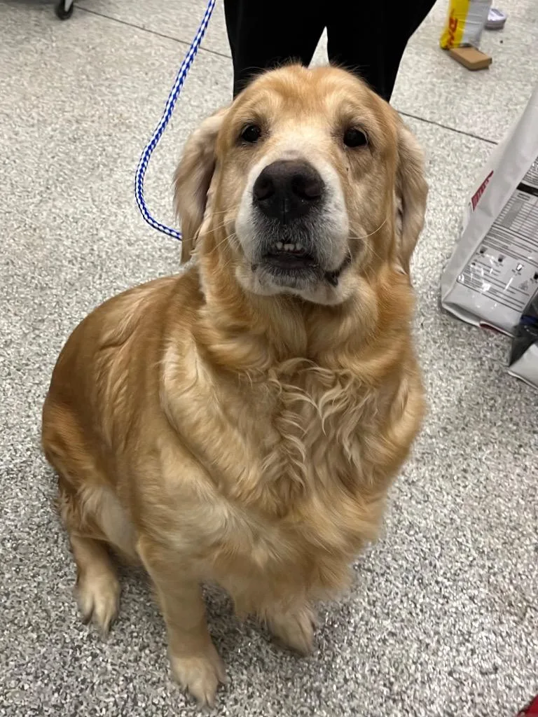 An adult large-sized female Golden Retriever dog named Persephone for adoption in Auburn, IN