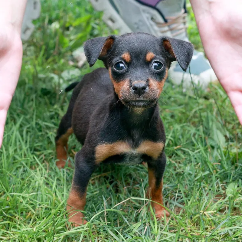 A baby small-sized female Brown / Chocolate Border Terrier dog named RenataAvail for adoption in West Grove, PA