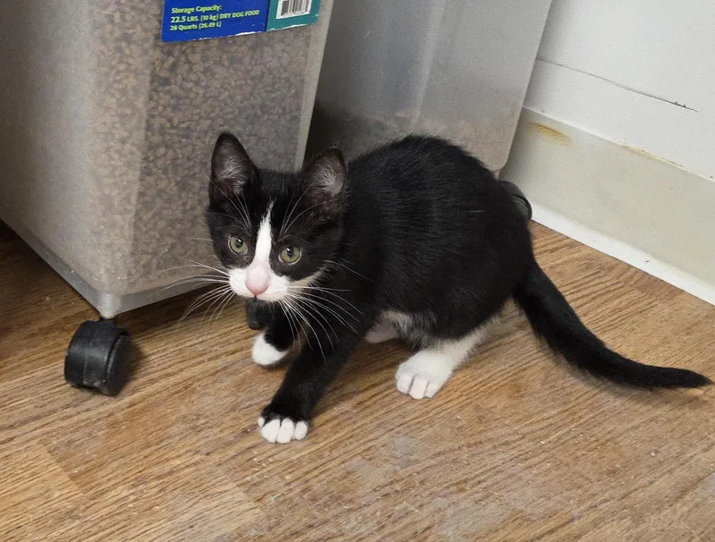 A baby medium-sized female Black & White / Tuxedo Domestic Short Hair cat named Lucy for adoption in Carsonville, MI