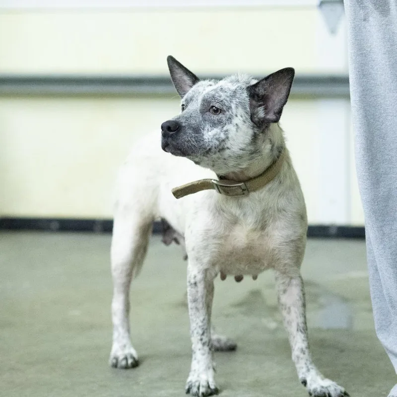 A young medium-sized female Australian Cattle Dog / Blue Heeler dog named Alaya for adoption in Dixon, KY