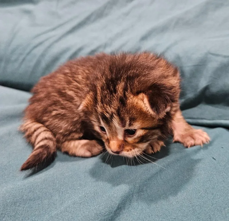 A baby medium-sized female Domestic Short Hair cat named M&m for adoption in Johnson City, TN