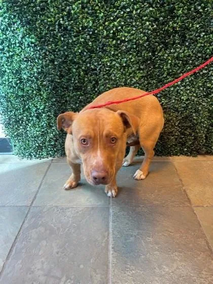 An adult medium-sized male Brown / Chocolate Pit Bull Terrier dog named Hubbs for adoption in El Paso, TX