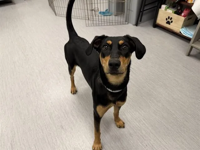 A young medium-sized female Doberman Pinscher dog named Daisy for adoption in Colorado Springs, CO