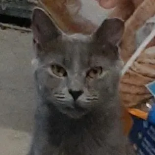 An adult medium-sized female Domestic Short Hair cat named Gabby for adoption in Richmond, VA
