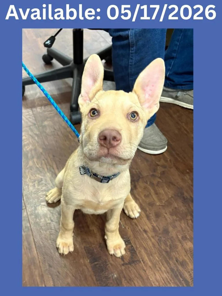 A baby medium-sized male Pit Bull Terrier dog named Dog Kennel for adoption in Greenville, TX