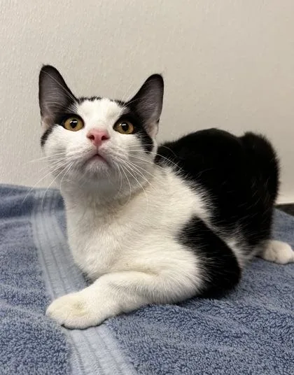 An adult small-sized male Domestic Short Hair cat named Benny for adoption in Phoenix, AZ