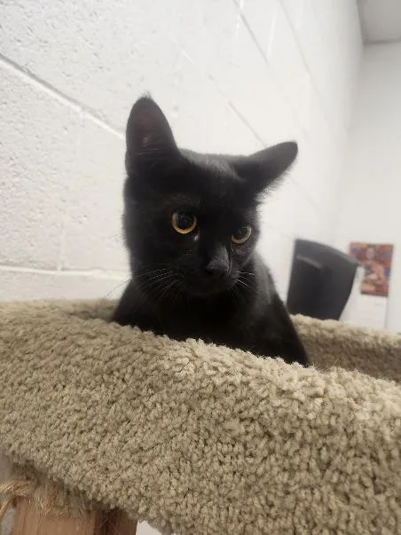 A young medium-sized female Black Domestic Short Hair cat named Bijou for adoption in Las Vegas, NV