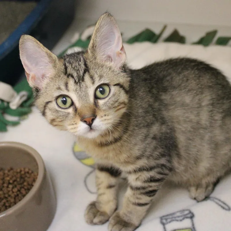 A baby small-sized male Brown / Chocolate Domestic Short Hair cat named Hoop for adoption in Champaign, IL