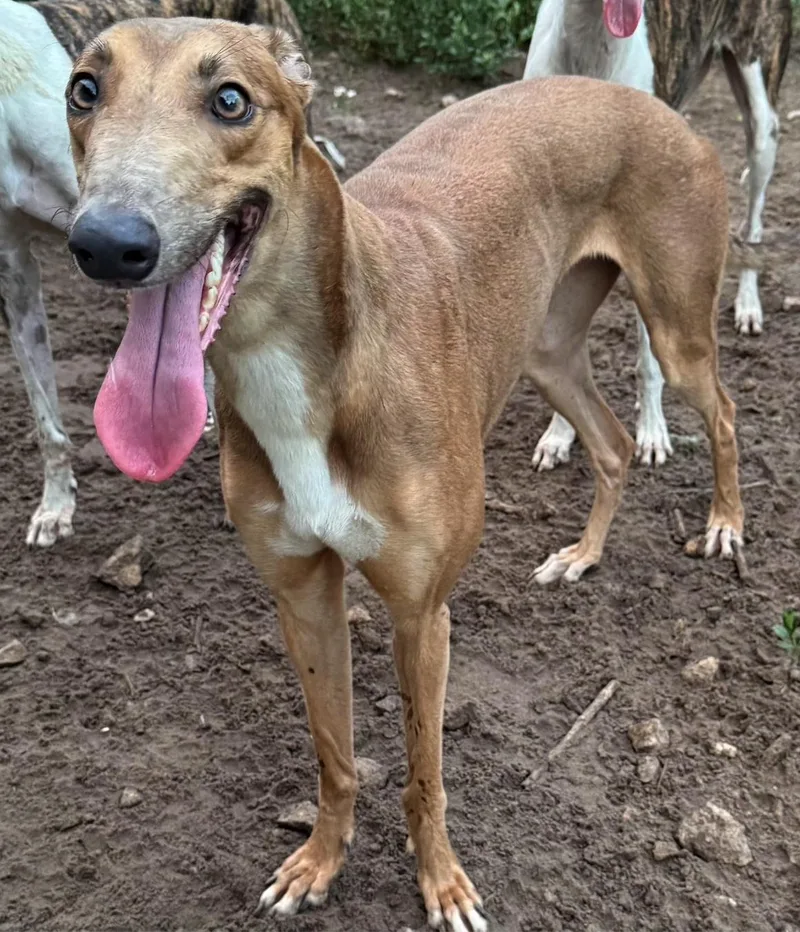 A young large-sized female Greyhound dog named Brandy for adoption in Tarpon Springs, FL