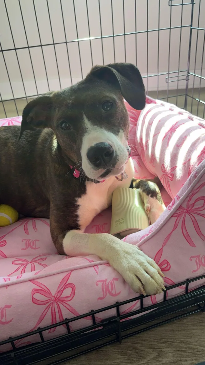 A young medium-sized female Mixed Breed dog named Cove for adoption in tampa, FL