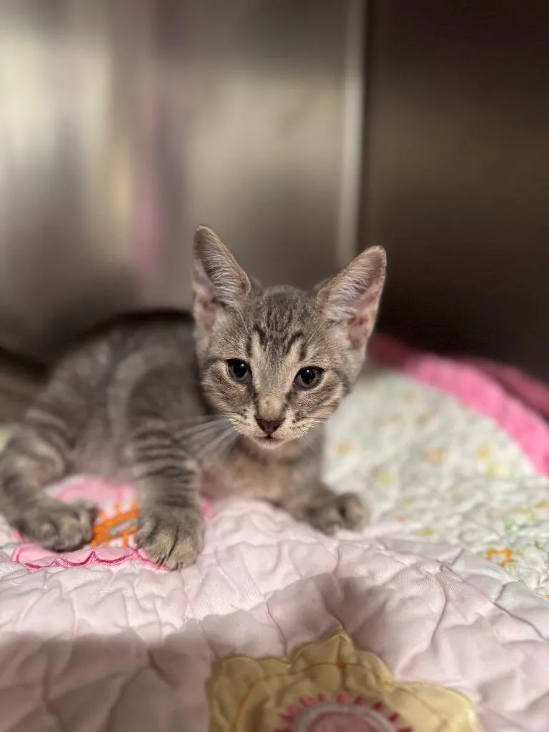 A baby small-sized male Domestic Short Hair cat named Dusty for adoption in Labelle, FL