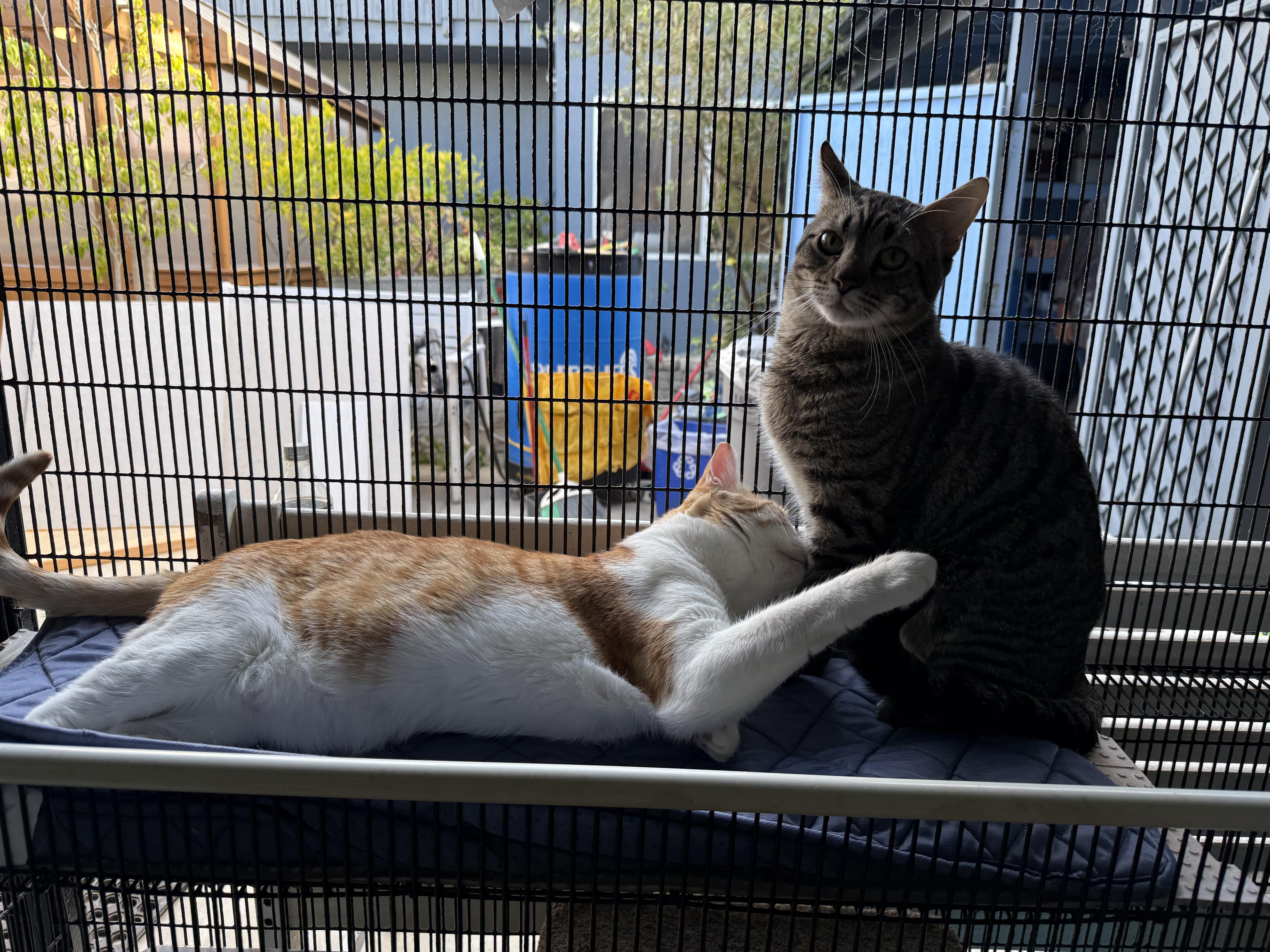 A young medium-sized male Tabby cat named Raisin for adoption in Newport Beach, CA