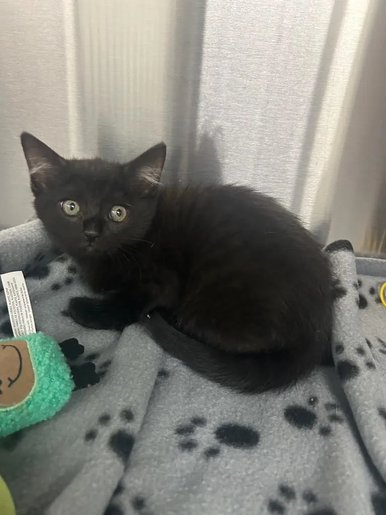 A baby medium-sized female Domestic Short Hair cat named Olive for adoption in Seven Points, TX