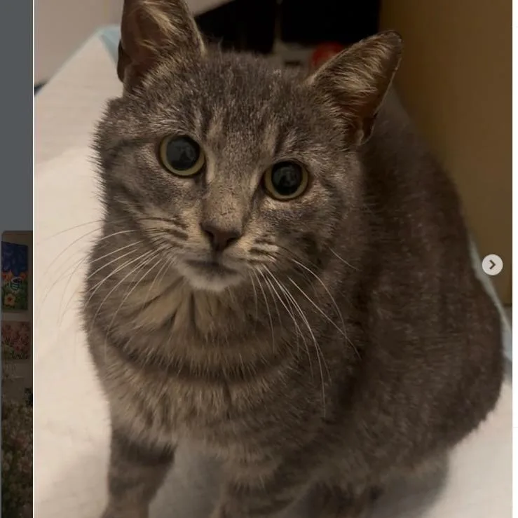A young small-sized female Gray / Blue / Silver Domestic Short Hair cat named Mabel for adoption in Brooklyn, NY