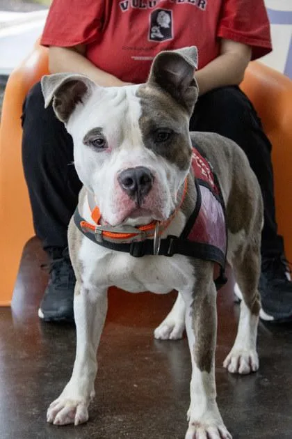 An adult medium-sized male Mixed Breed dog named Tooter for adoption in Fallston, MD