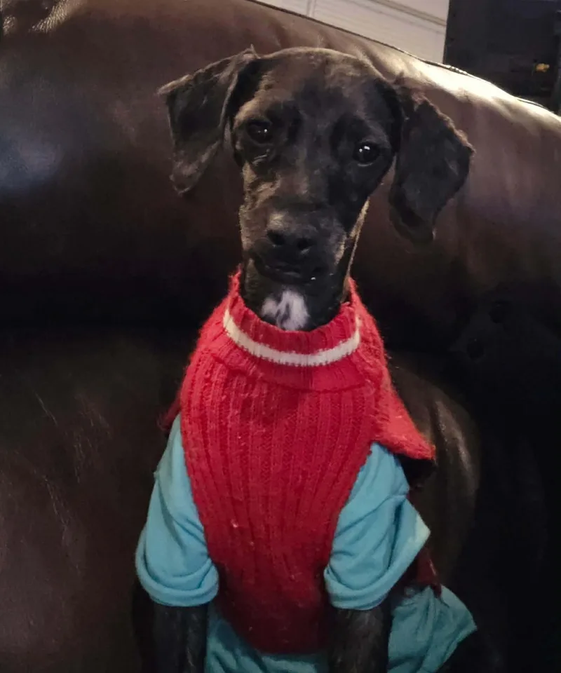 An adult small-sized male Black Poodle (Toy) dog named Shawn for adoption in Westwood, NJ