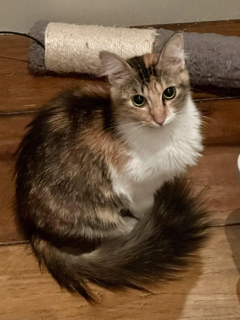 A young medium-sized female Domestic Long Hair cat named Rocky Road for adoption in Los Gatos, CA