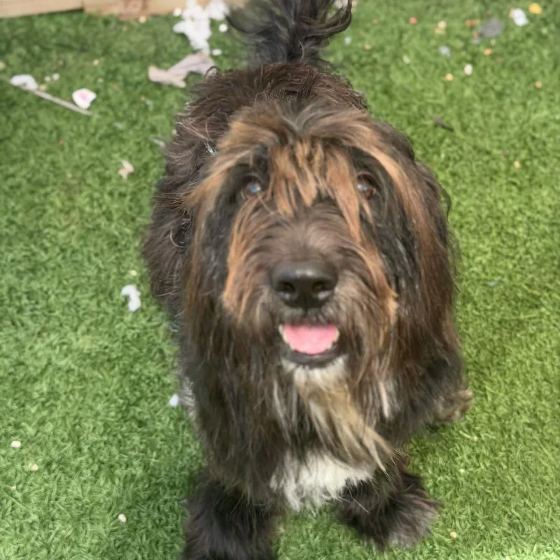 An adult medium-sized male Black Miniature Schnauzer dog named Blu Bear Benefactor Dog for adoption in New Orleans, LA