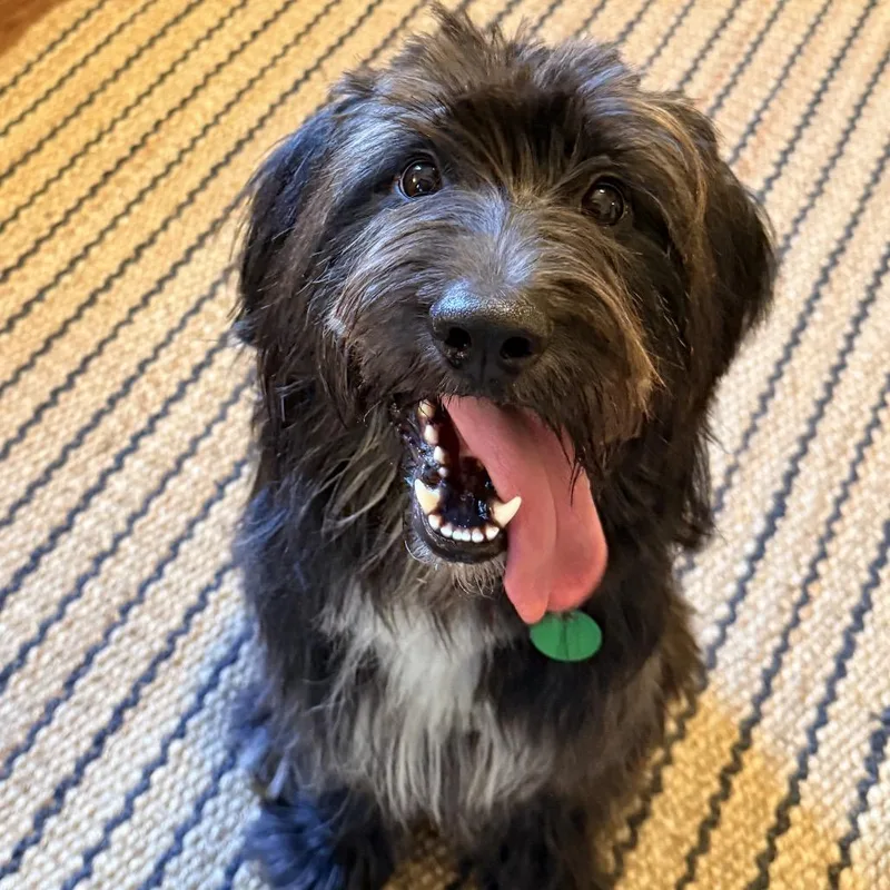 Blu Bear Benefactor Dog thumbnail 3