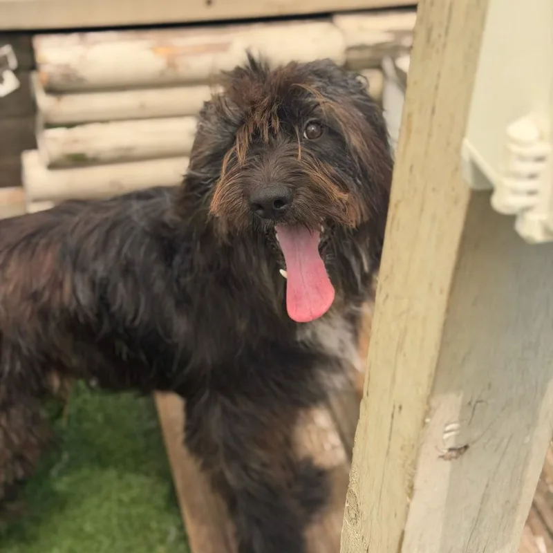 Blu Bear Benefactor Dog thumbnail 5