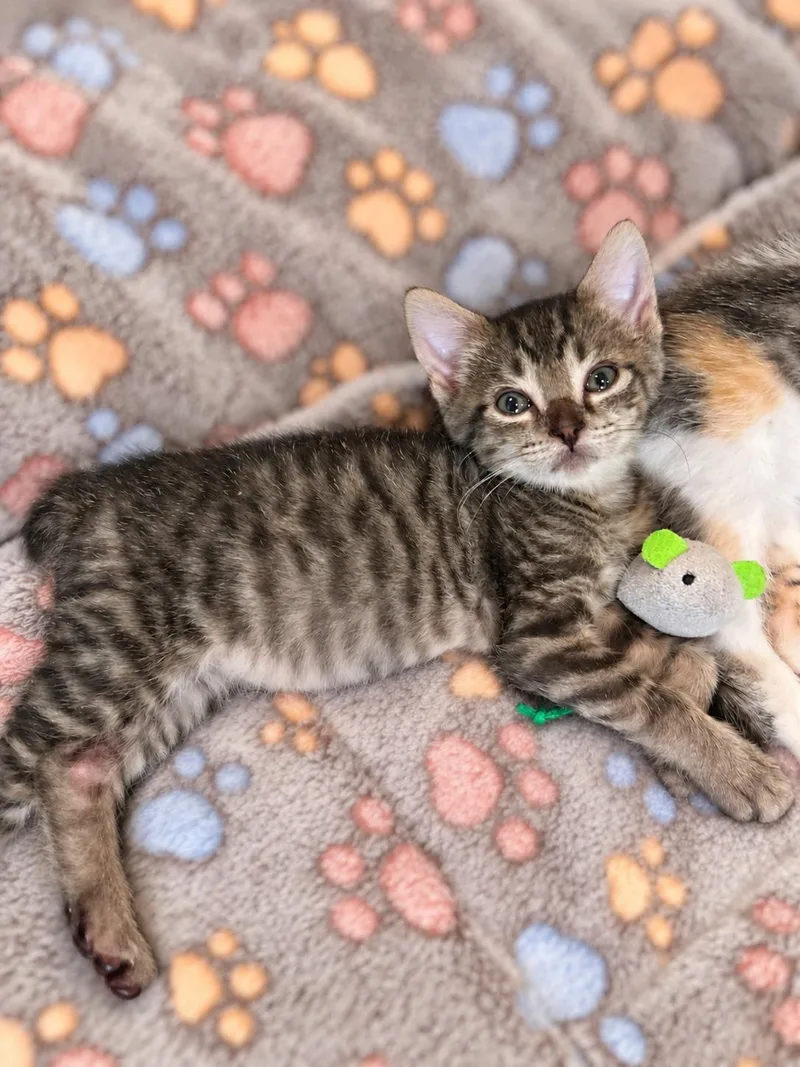 A baby medium-sized male Tabby cat named Boomer for adoption in Plano, TX