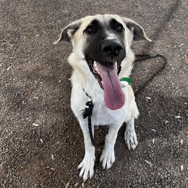 A young large-sized female Anatolian Shepherd dog named Mera for adoption in Mesa, AZ