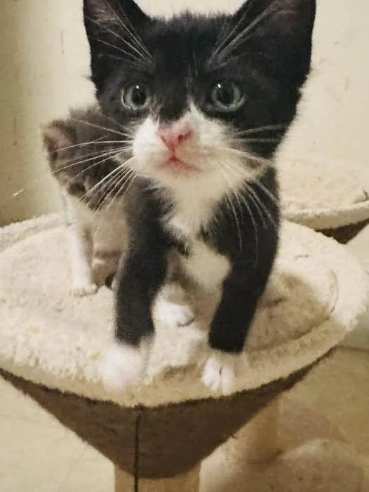 A baby medium-sized male Gray & White Domestic Short Hair cat named Miquel for adoption in Palisades Park, NJ