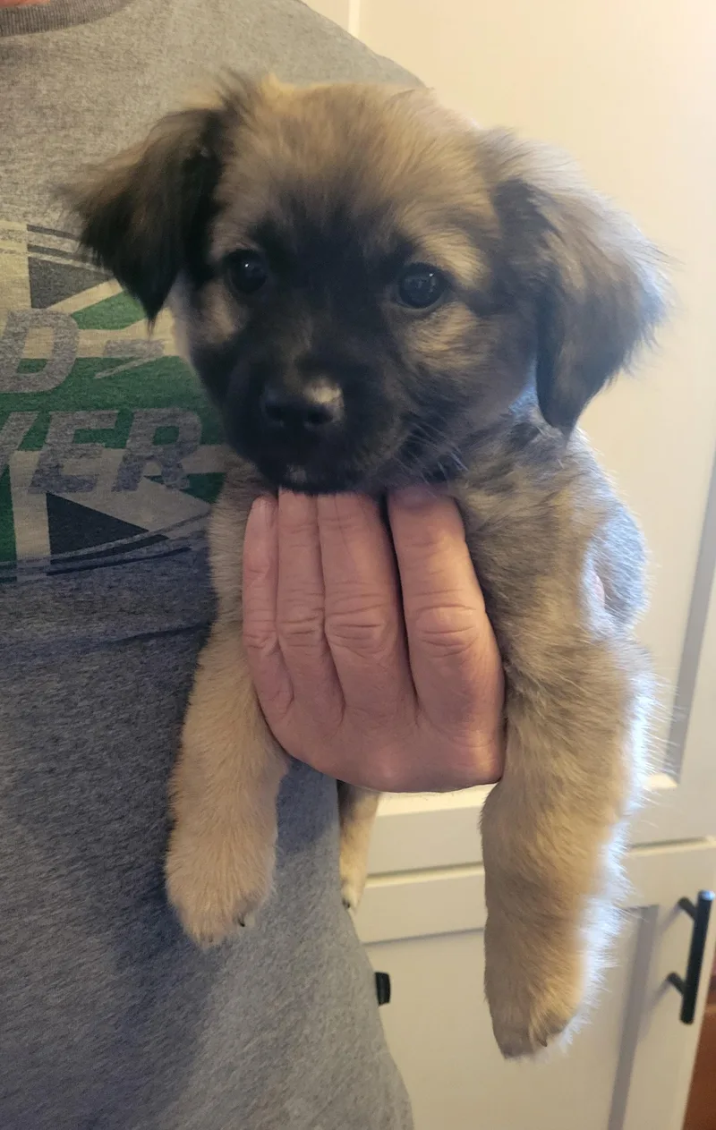 A baby small-sized female Chihuahua dog named Ziva for adoption in Rocky Mount, NC