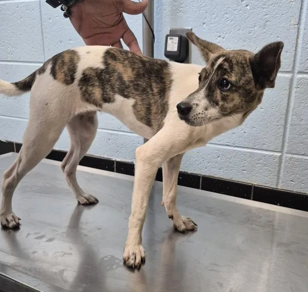 A young small-sized female Terrier dog named Pen  Stella for adoption in Lawrenceville, GA