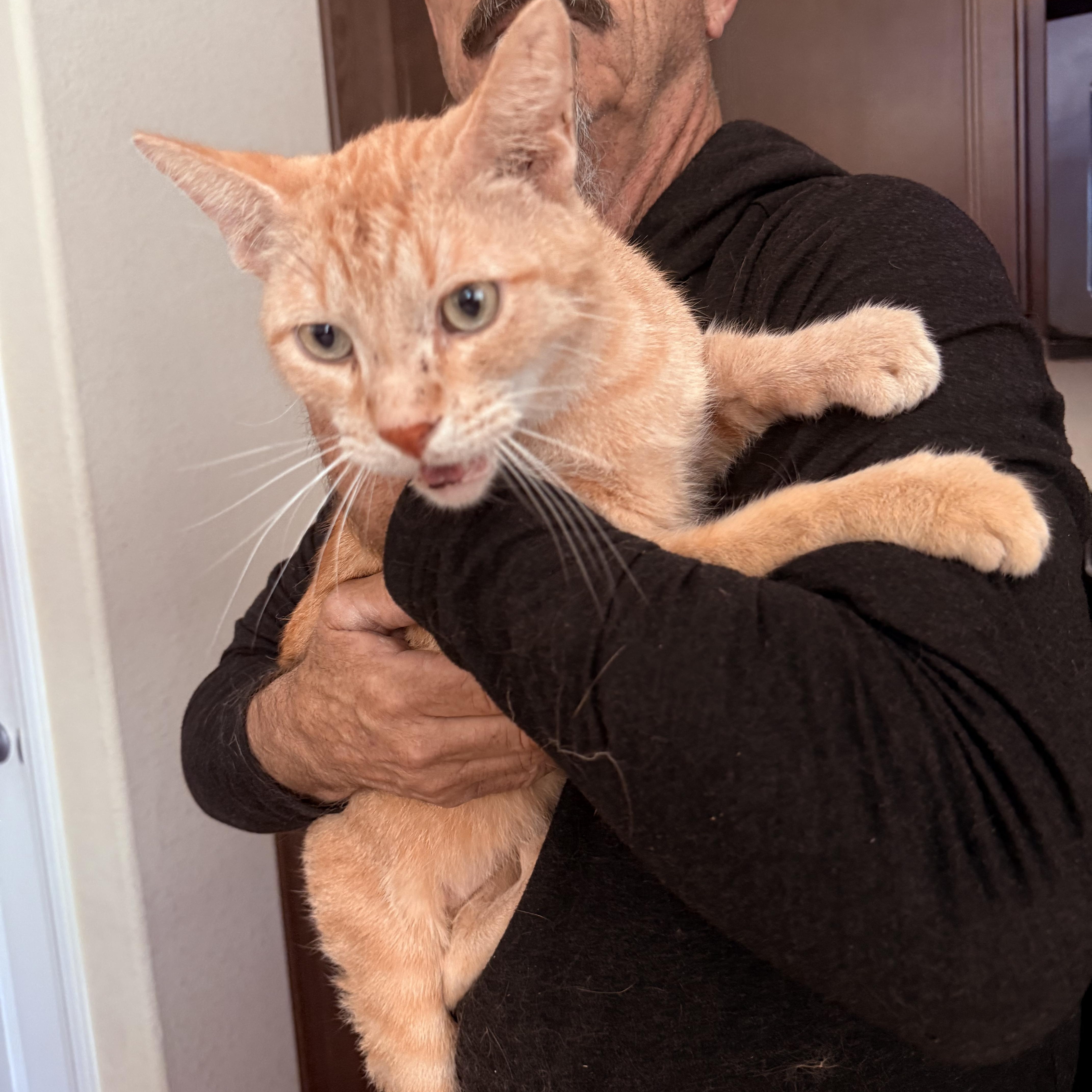 An adult large-sized male Orange & White Tabby cat named McChicken for adoption in Las Vegas, NV