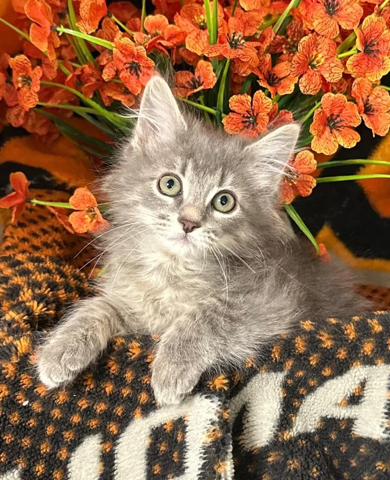 A baby small-sized female Domestic Medium Hair cat named Madison for adoption in Stillwater, OK
