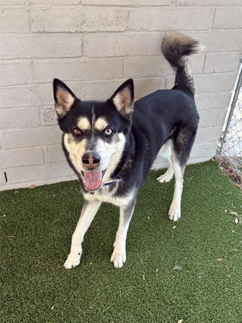 An adult medium-sized male Siberian Husky dog named Loki for adoption in Castaic, CA