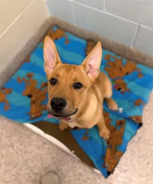 A baby medium-sized female German Shepherd Dog dog named Paris for adoption in Brighton, CO