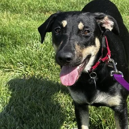 An adult large-sized female Shepherd dog named Olivia for adoption in Merriam, KS
