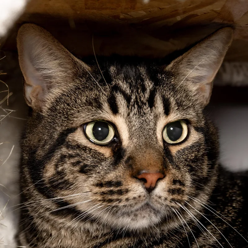 An adult large-sized male Tabby (Brown / Chocolate) Domestic Short Hair cat named Rudy for adoption in Victor, NY