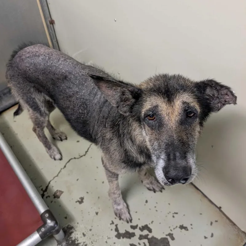 A senior large-sized male Black German Shepherd Dog dog named Harold for adoption in Buffalo, MN