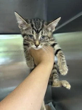 A baby small-sized female Domestic Short Hair cat named Milwaukee for adoption in Independence, MO