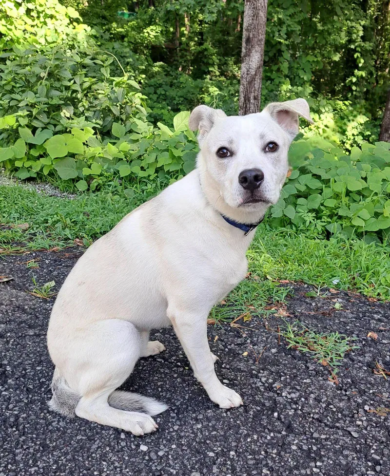 An adult large-sized male Terrier dog named Rocky. for adoption in Clarkesville, GA