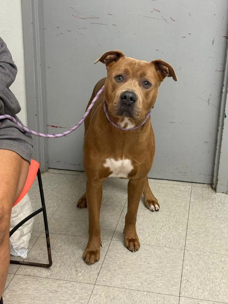 A young medium-sized male Pit Bull Terrier dog named Mace Windu for adoption in Sorrento, LA