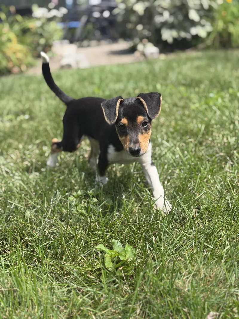 A baby medium-sized male Tricolor (Brown, Black, & White) Mixed Breed dog named Stitch for adoption in Suffield, CT