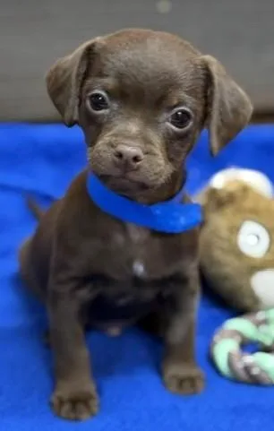 A baby small-sized male Brown / Chocolate Mixed Breed dog named Clarinet for adoption in Stanwood, WA