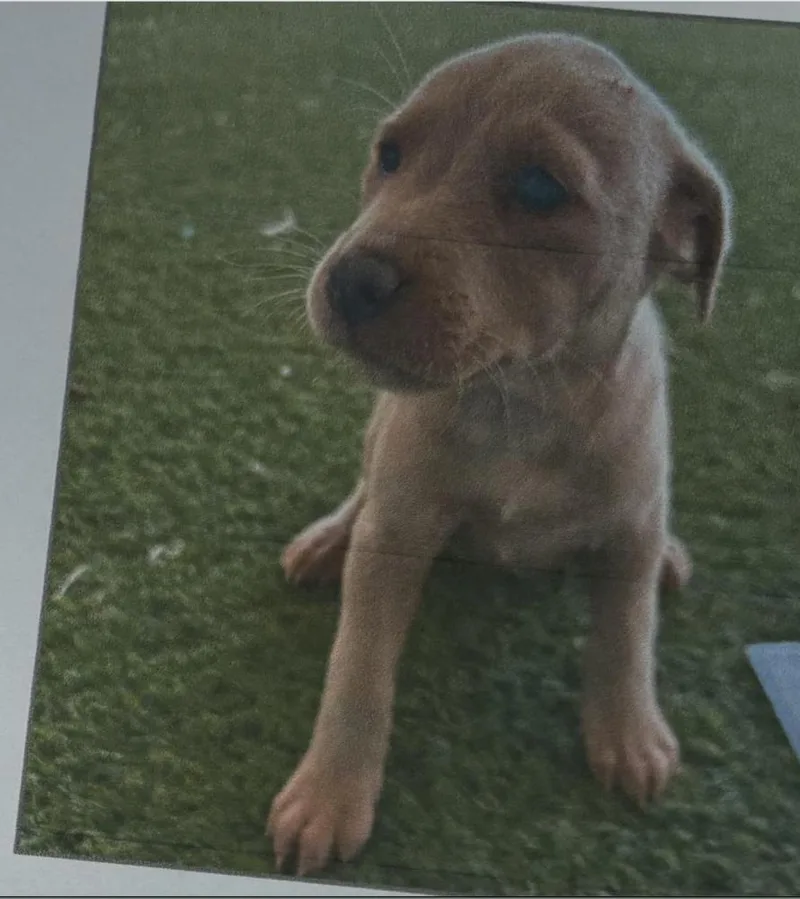 A baby small-sized female Labrador Retriever dog named Kansas for adoption in Long Island City, NY