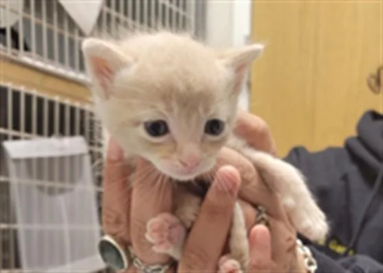 A baby small-sized male Domestic Short Hair cat named Cheese Puff for adoption in Garland, TX