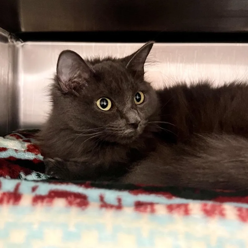 A young medium-sized female Gray / Blue / Silver Domestic Long Hair cat named Kara for adoption in Mentor, OH