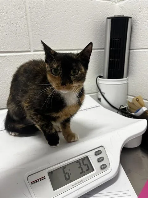 A young small-sized female Domestic Short Hair cat named Daesha for adoption in Upper Marlboro, MD