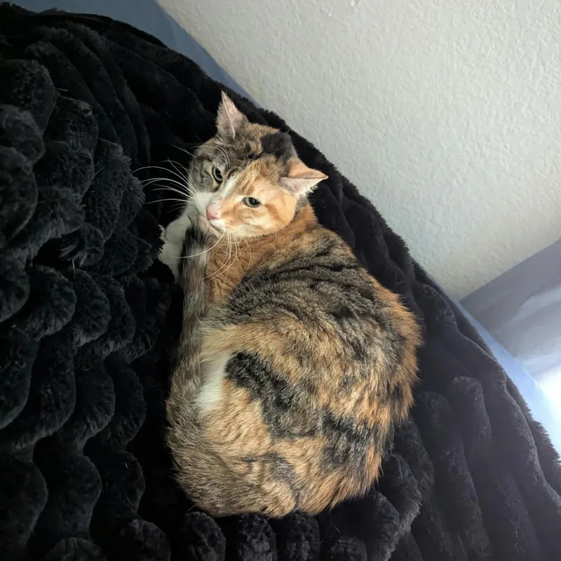 A baby small-sized female Calico Domestic Short Hair cat named Lilly for adoption in Norman, OK