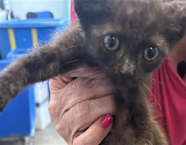 A baby medium-sized female Domestic Short Hair cat named Jyn for adoption in Dallas, TX