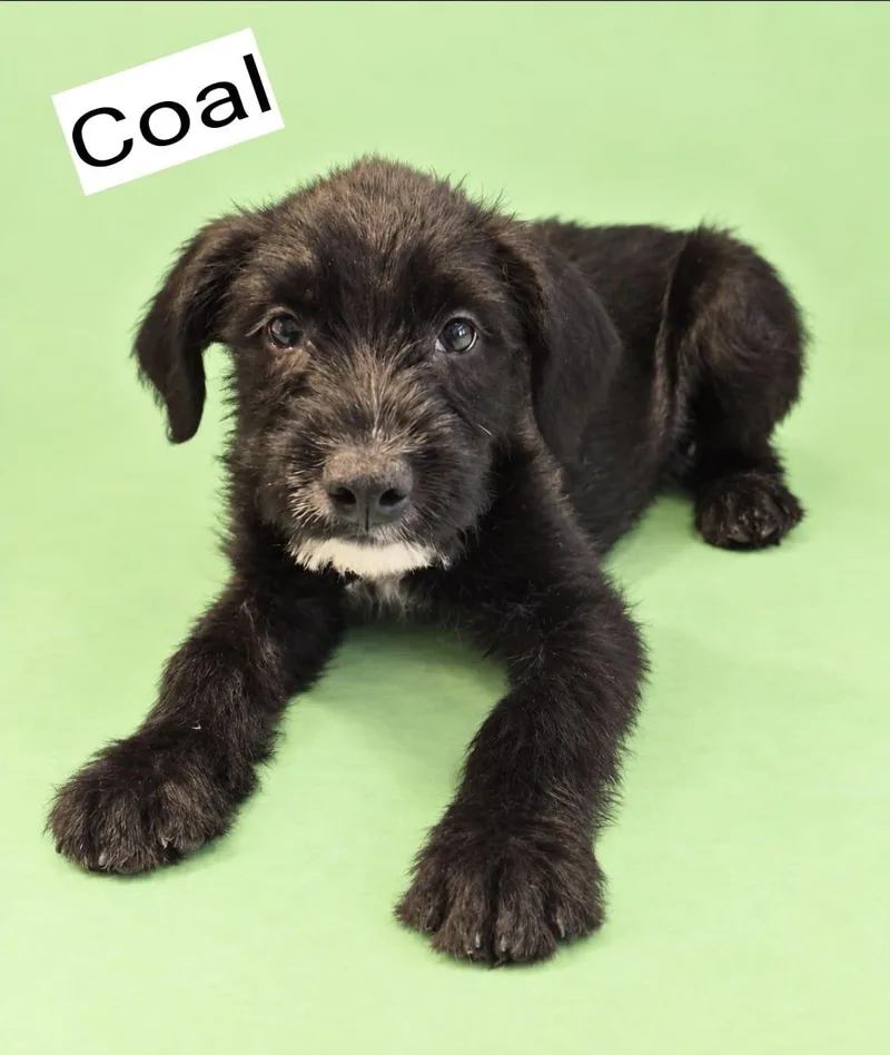 Coal